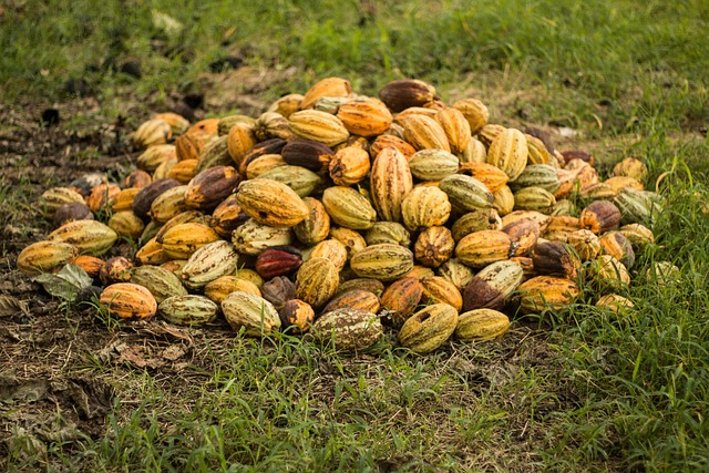 cacao-6554305_640
